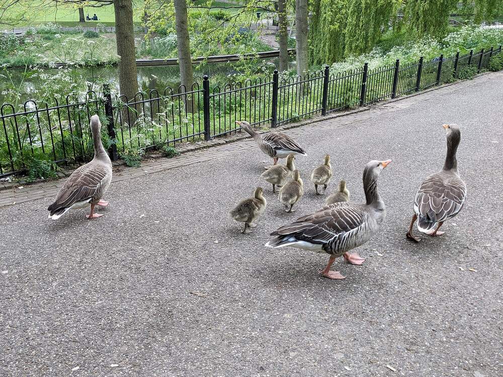Grauwe ganzen met kuikens op een pad in het Kronenburgerpark in Nijmegen