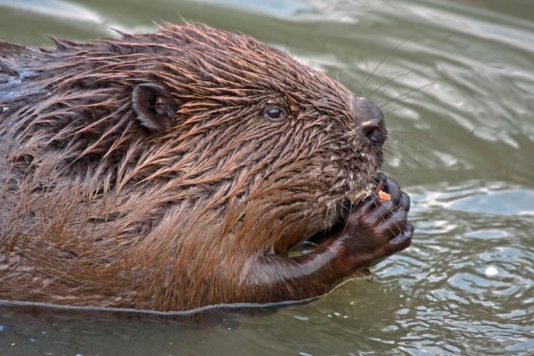 Stadsnatuur tour Nijmegen — lezing in Nijmegen